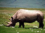 1-Day Admission to the San Diego Zoo